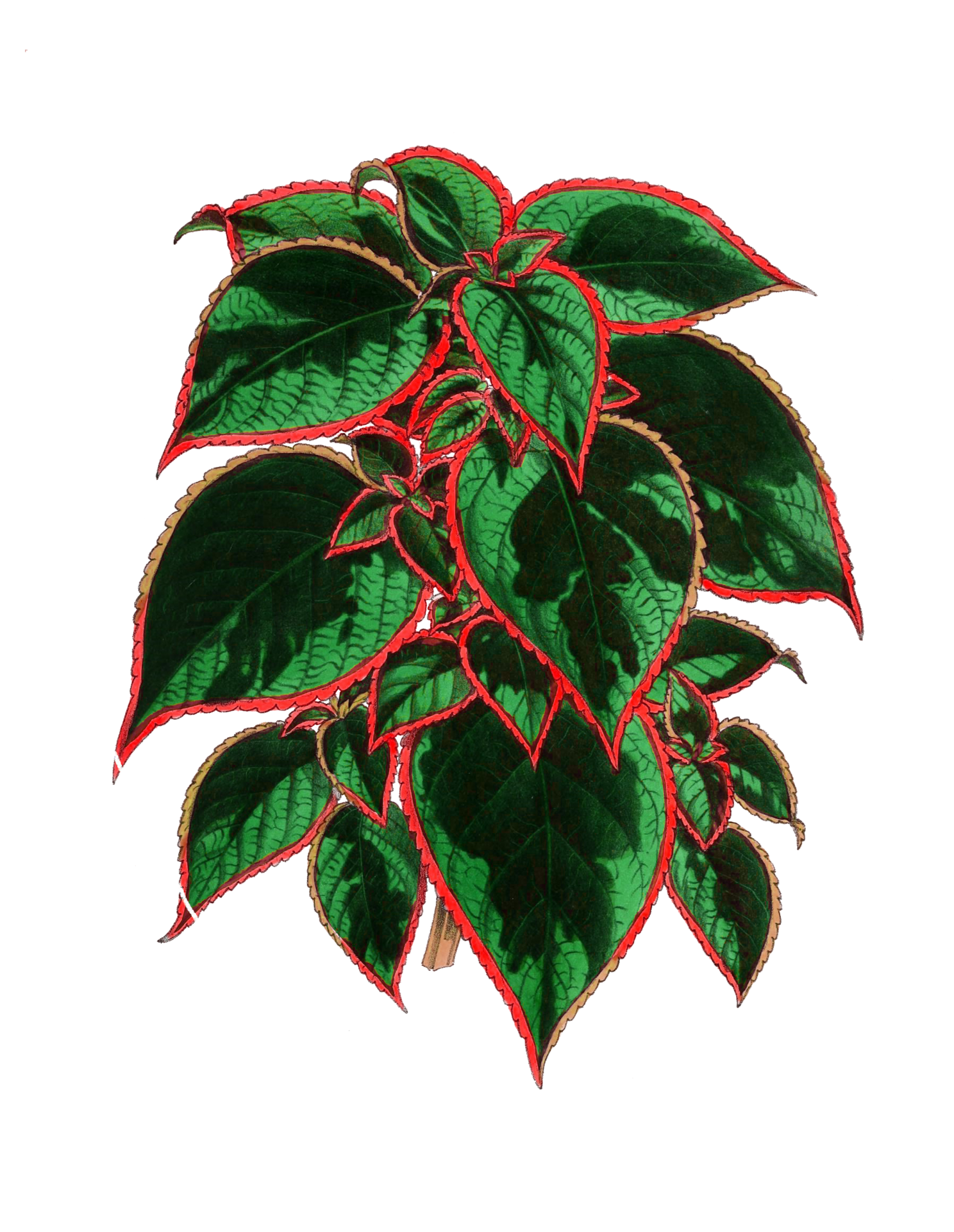 Nettle PNG Pic
