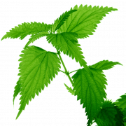 Nettle Plant PNG File