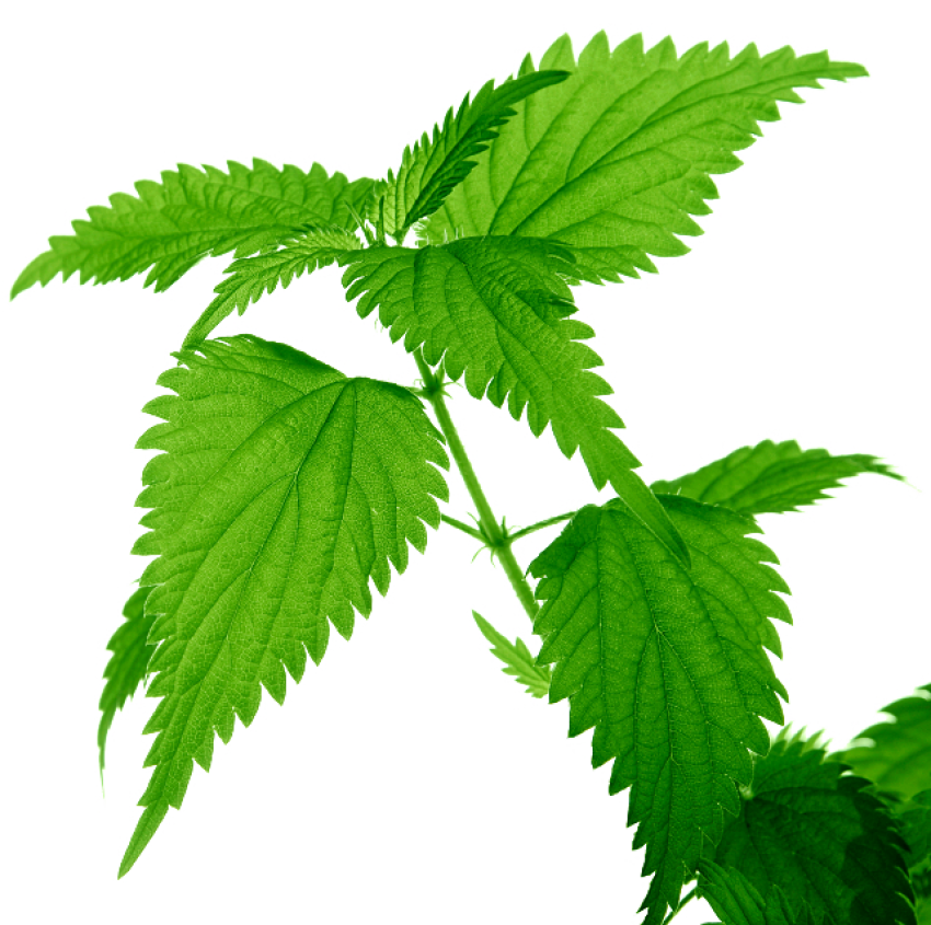 Nettle Plant PNG File