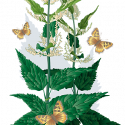 Nettle Plant PNG Image