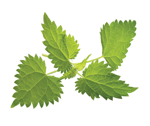 Nettle Plant PNG Pic