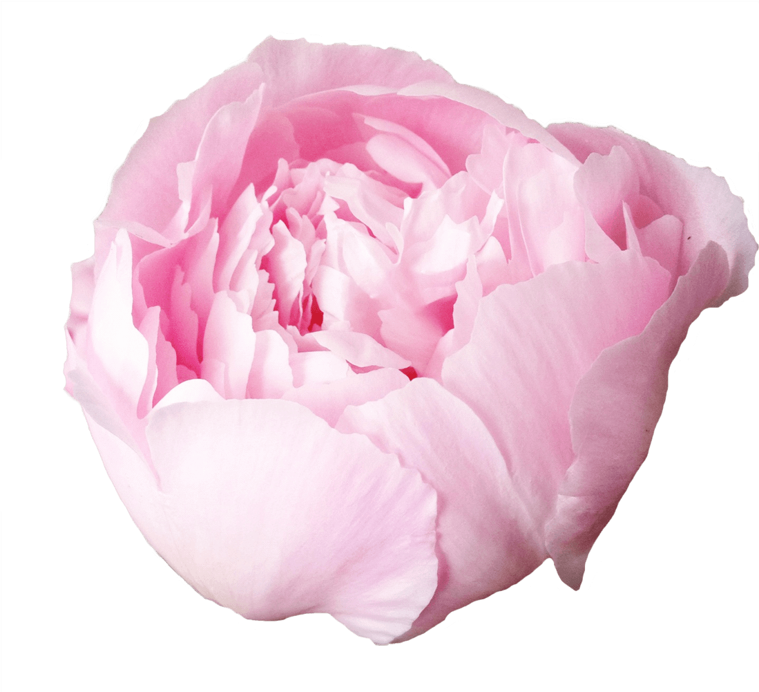 Peony Flower PNG Cutout