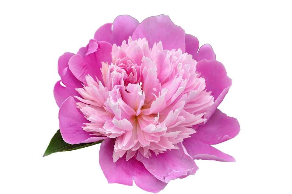 Peony Flower PNG File