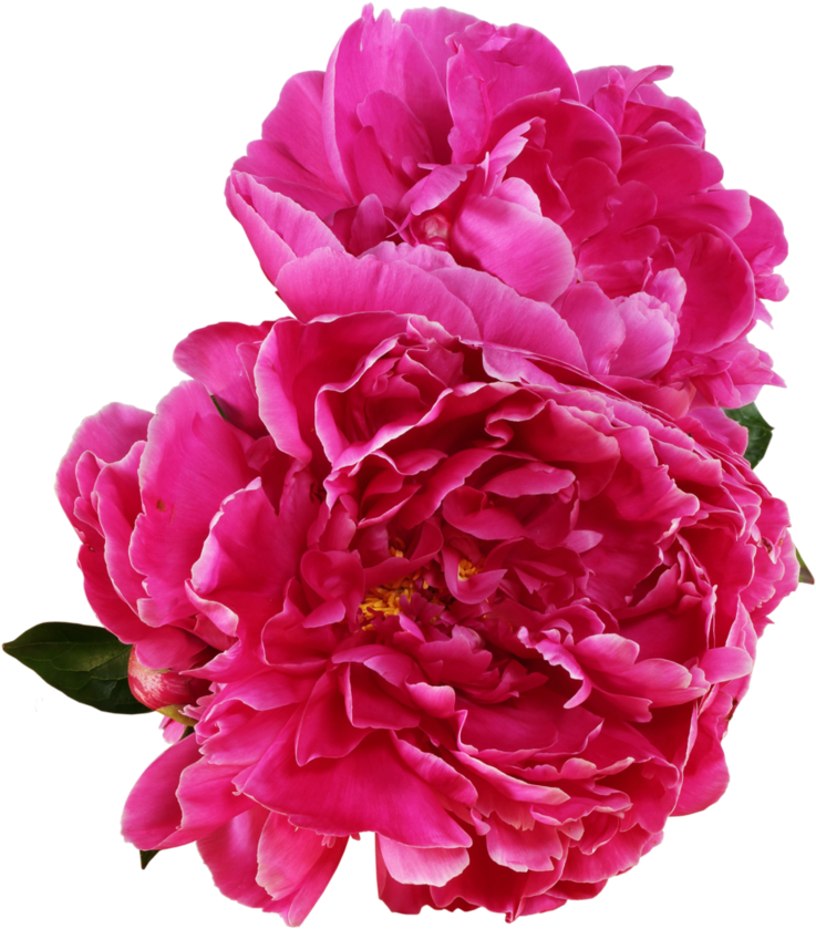 Peony Flower PNG Photo