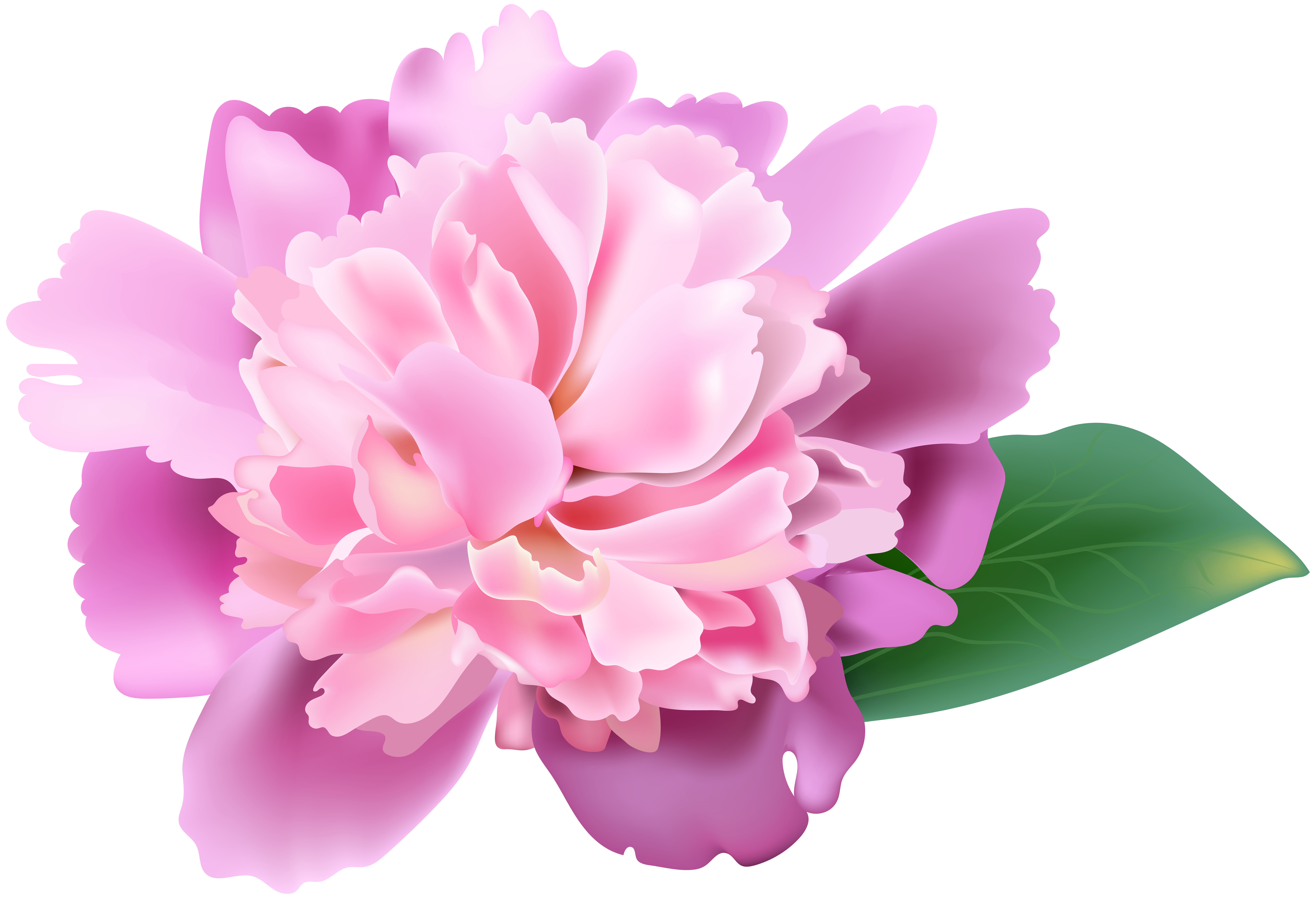 Peony Flower PNG