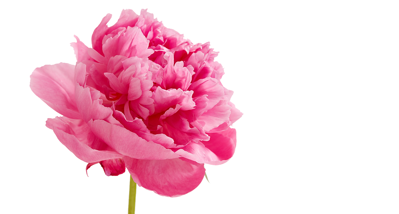 Peony PNG Pic