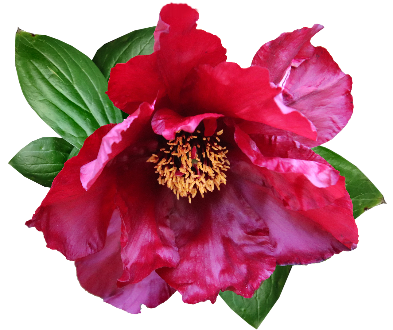 Peony Pink PNG Images
