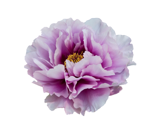 Peony Pink PNG Pic