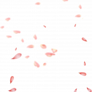 Blütenblätter fallen PNG Fotos