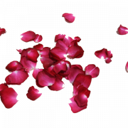 Blütenblätter fallen PNG Bild