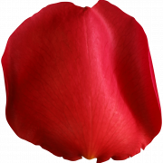 Pétales fleur PNG