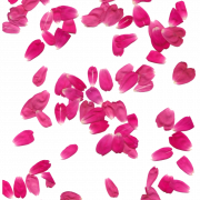 Petals Flower PNG Image