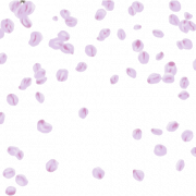 Лепестки цветочные изображения PNG