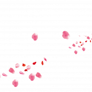 Petals Flower PNG Pic