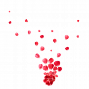 Blütenblätter Rose Png