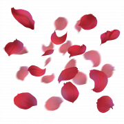 Blütenblätter Rose PNG Bild