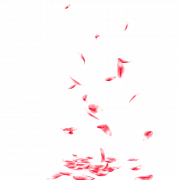 Лепестки роза PNG фото