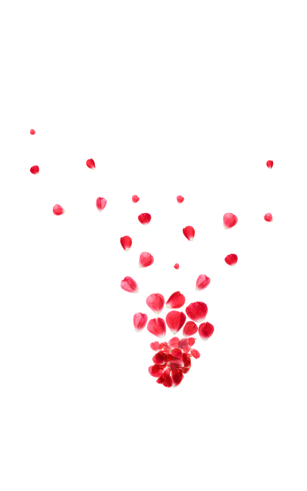 Petals Rose PNG
