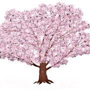 Сакура вишневый цвет