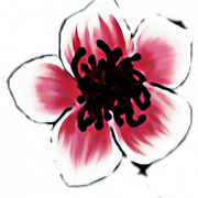 Sakura kiraz çiçeği png