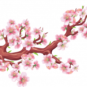 Sakura Kiraz Çiçeği PNG Kesim