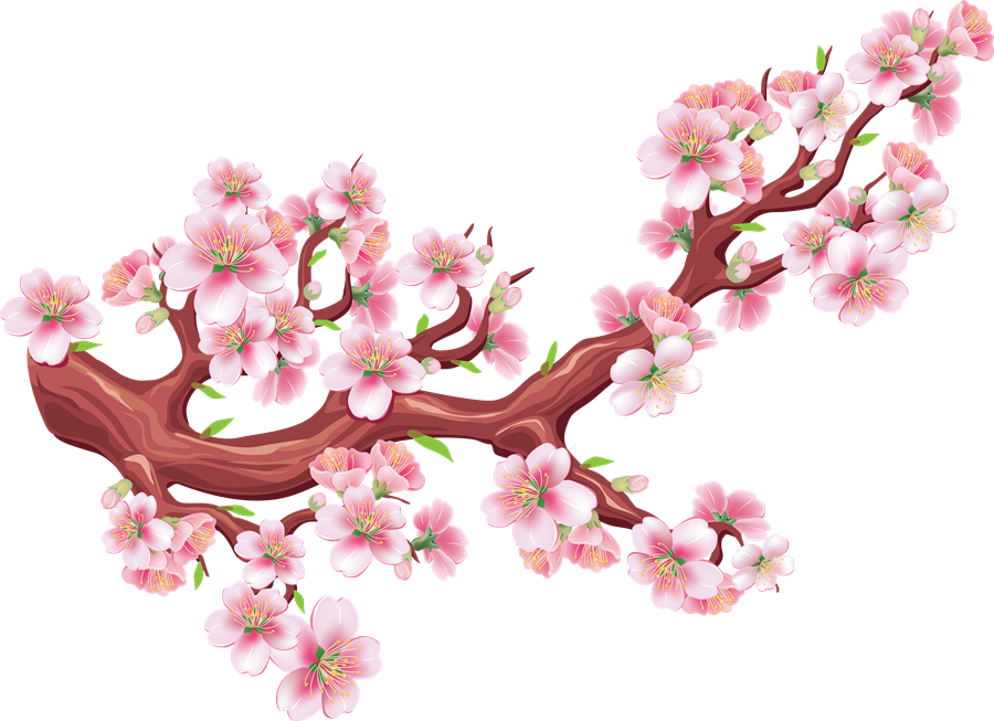 Sakura Cherry Blossom PNG Cutout