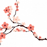 Arquivo PNG de Blossom de Flor de cerejeira