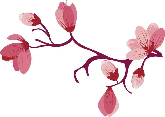 Sakura Cherry Blossom PNG Image