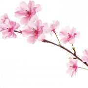 Sakura Cherry Blossom PNG Mga Larawan