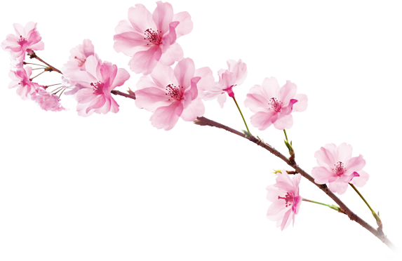 Sakura Cherry Blossom PNG Images
