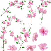 Sakura kiraz çiçeği png fotoğrafları
