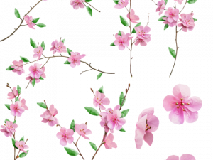 Sakura Cherry Blossom PNG Photos