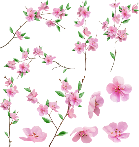 Sakura Cherry Blossom PNG Photos