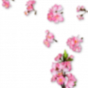 Sakura kiraz çiçeği png pic