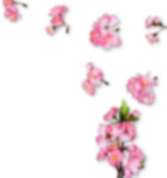 Sakura Cherry Blossom PNG Pic