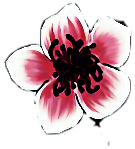 Sakura Cherry Blossom PNG