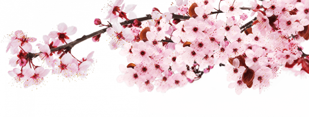 Fichier PNG Sakura Japon
