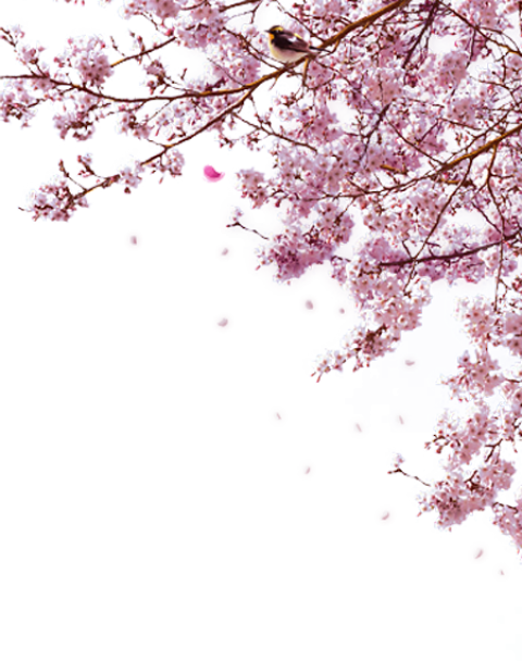 Sakura Japan PNG Image