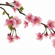 Sakura PNG -afbeelding
