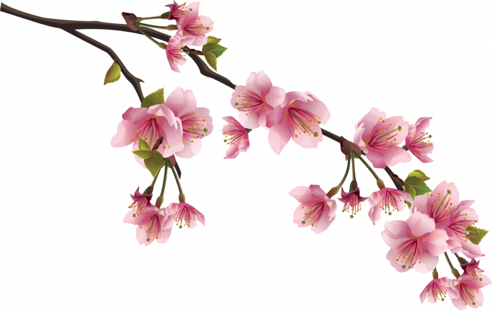 Sakura PNG Image