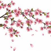 Sakura transparente