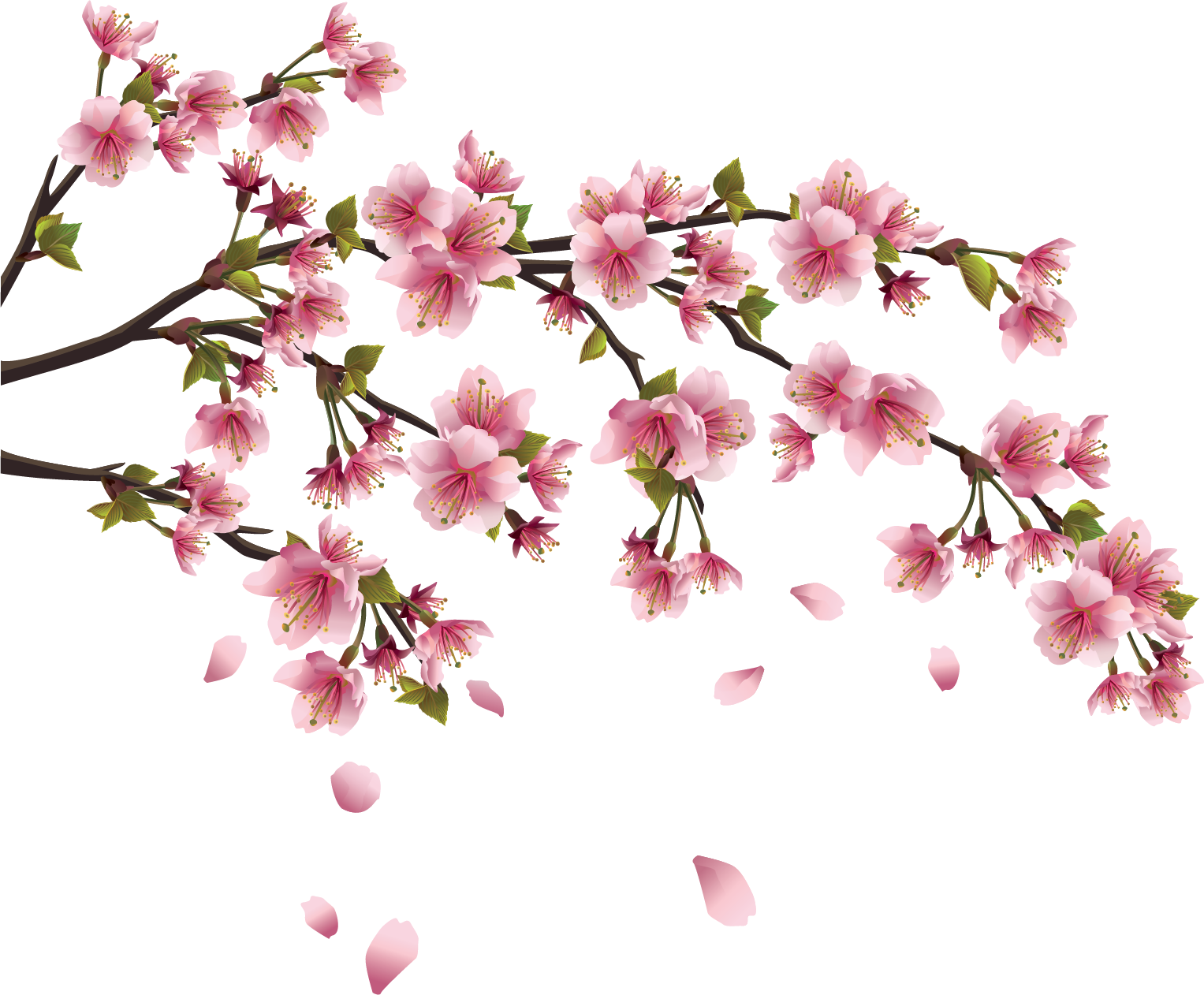 Sakura Transparent