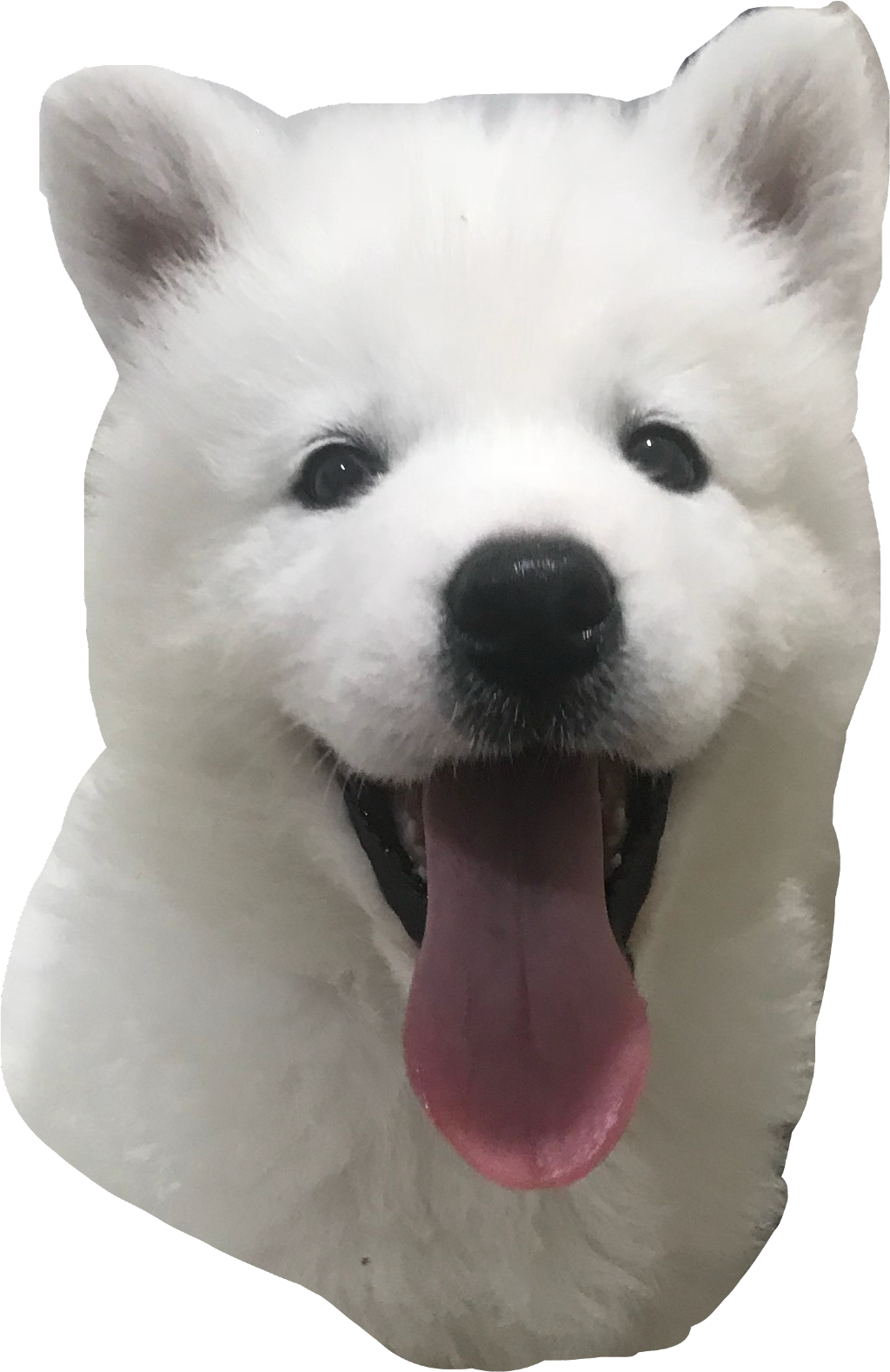 Samoyed chien complet sans fond