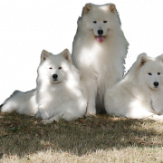 Samoyed Dog Full Выросший PNG Clipart