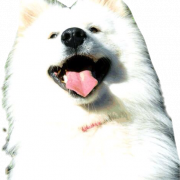 Samoyed Dog Full Eround Png вырез