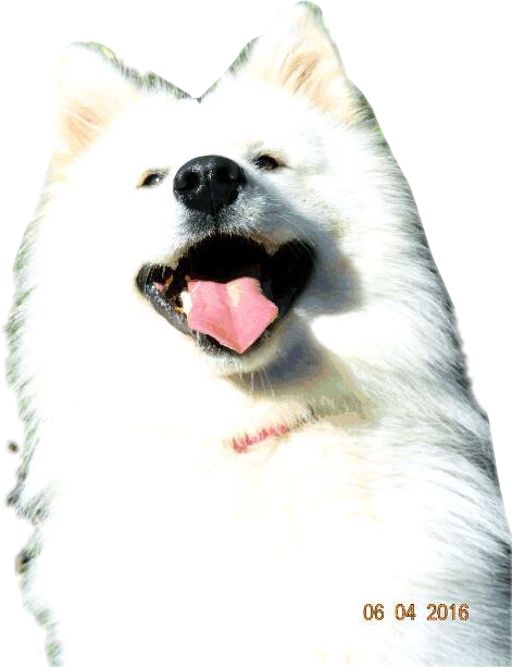 Samoyed Dog Full Eround Png вырез