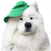 Samoyed Dog Full Выросший PNG -файл