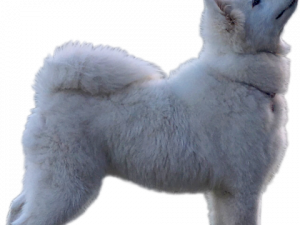Samoyed Dog Full Grown PNG Image