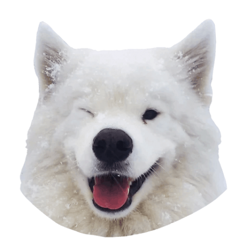 Samoyed Dog Full Grown PNG Image File
