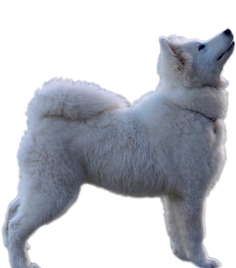 Samoyed Hund ausgewachsen PNG Bild